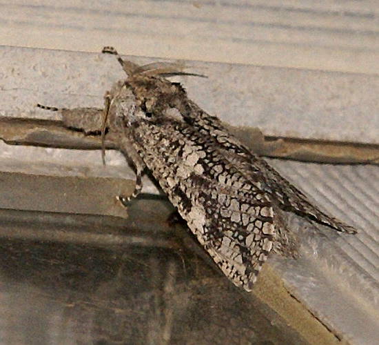 Wood Moth (Endoxyla coscinophanes)