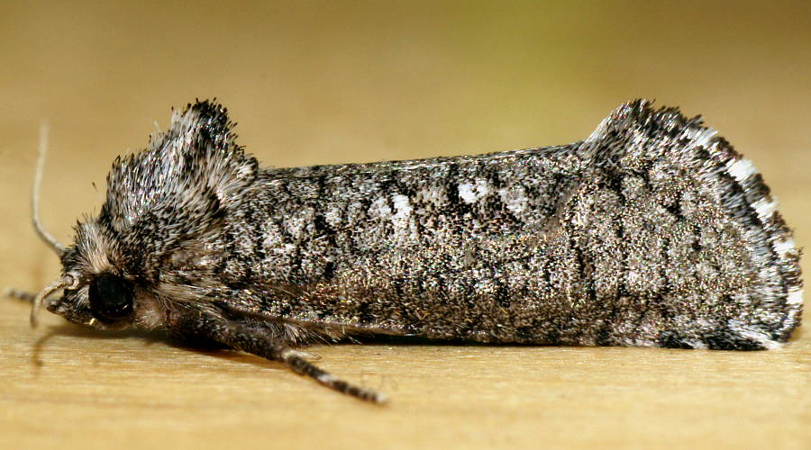 Undescribed Wood Moth (Archaeoses ANIC1)