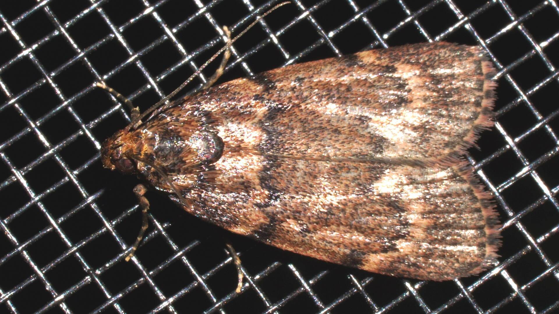 One-eyed Moth (Mimaglossa nauplialis)