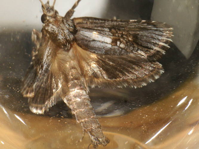 Tufted Wood Moth (Archaeoses pentasema)