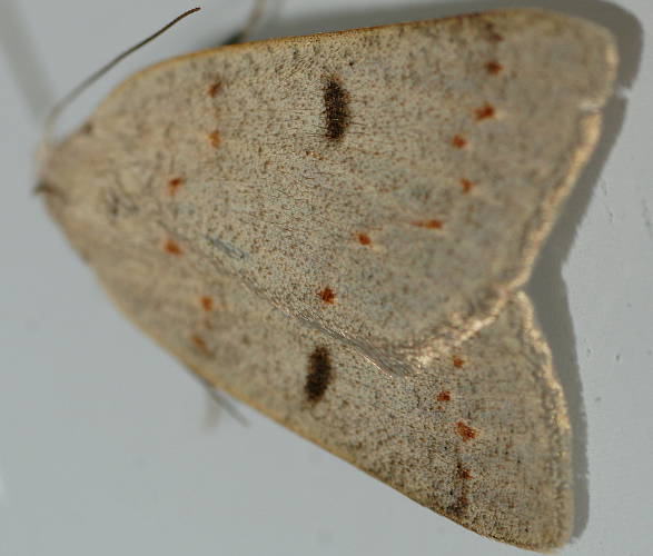 Orange-spotted Cape-moth (Amelora sp ES01)