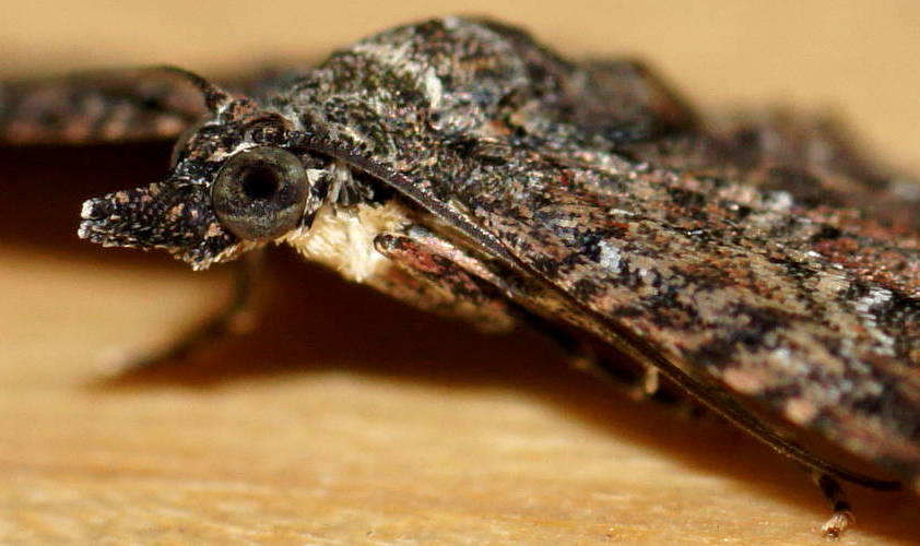 Pome Looper Moth (Pasiphilodes testulata)
