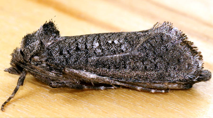 Undescribed Wood Moth (Archaeoses ANIC1)