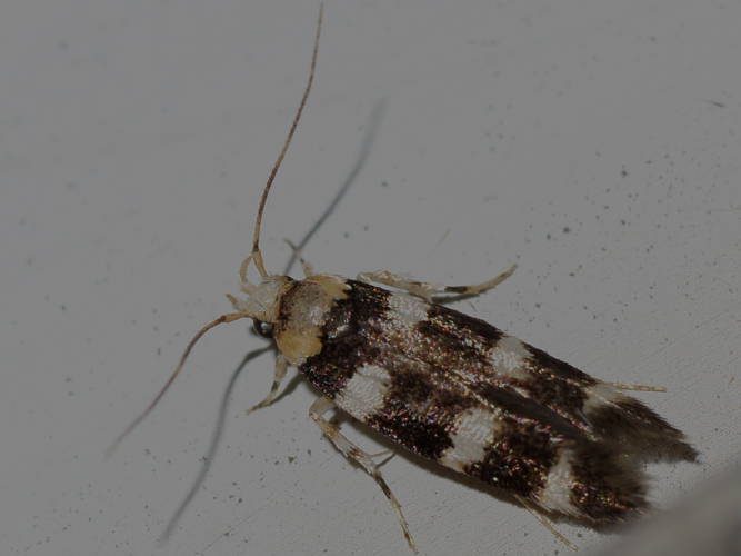 Cosmet Moth (Limnaecia camptosema)
