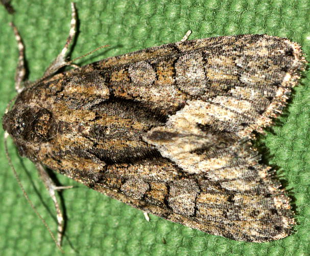 Tufted Double-spot Moth (Epicyrtica cf MoV3)