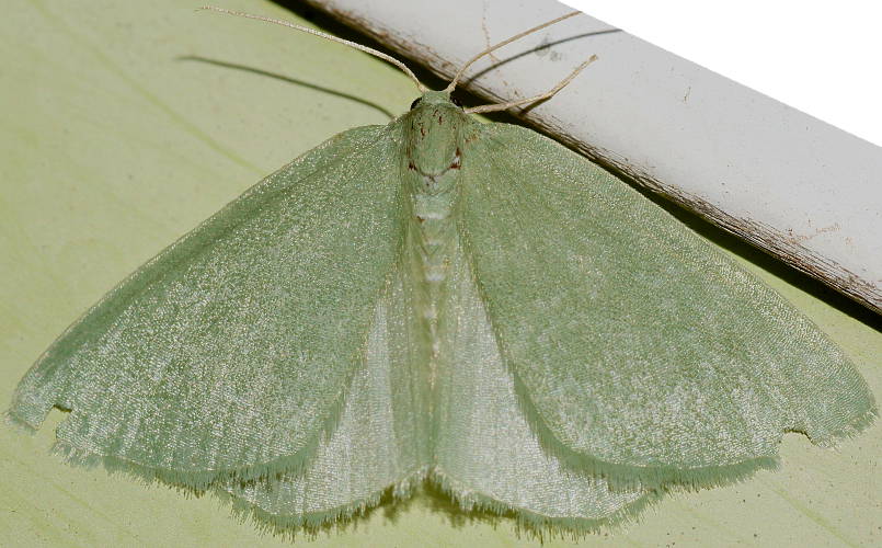 Emerald Moth (Euloxia ochthaula)