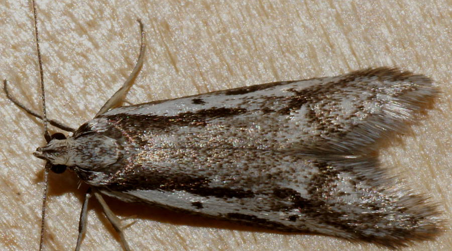 Dash Dot Concealer Moth (Philobota sp ES01)