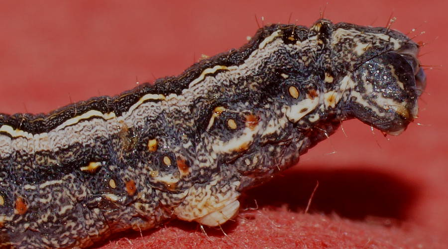 Forked Grass-moth (Ciampa arietaria)