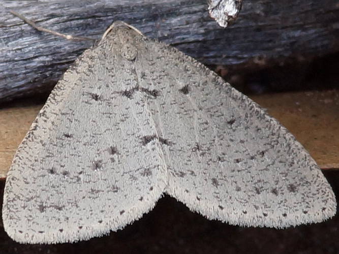 Undescribed Heath Moth (Tapinogyna sp ES02)