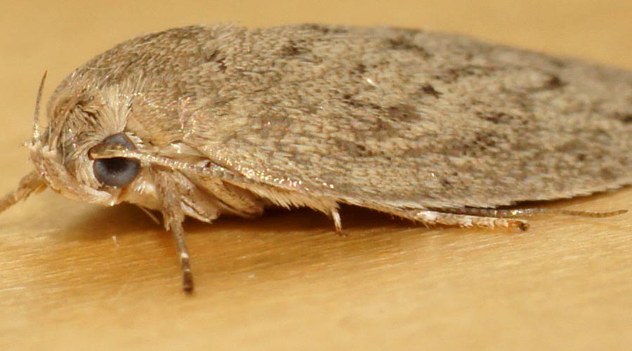Plain Modest Moth (Garrha carnea)