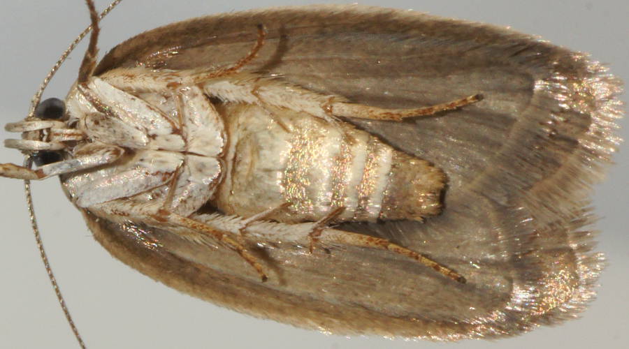 Plain Modest Moth (Garrha carnea)