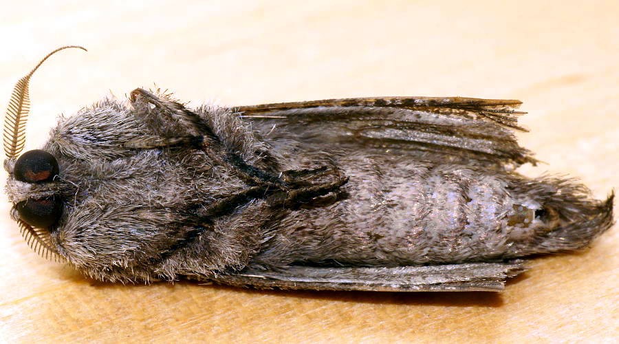 Small Wood Moth (Sympycnodes arachnophora)