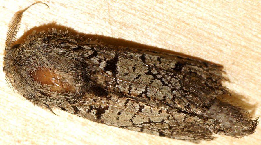 Small Wood Moth (Sympycnodes arachnophora)