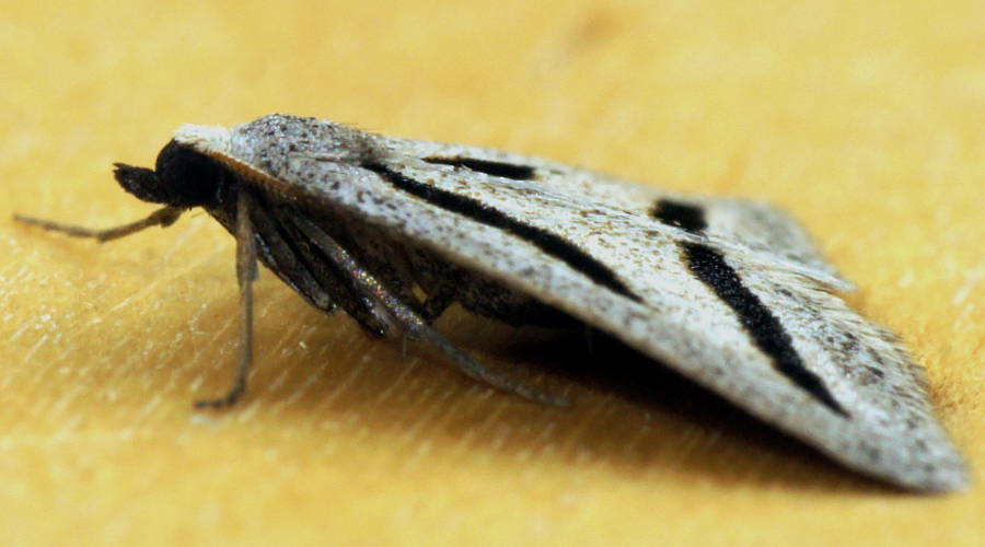 Streaked Heath Moth (Aglossophanes pachygramma)