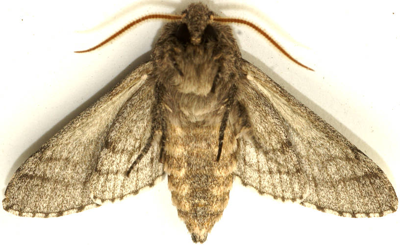 Desert Hawk Moth (Hopliocnema brachycera)