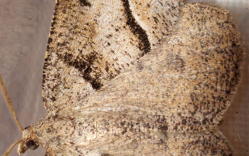 Dodonaea Moth (Parosteodes fictiliaria)