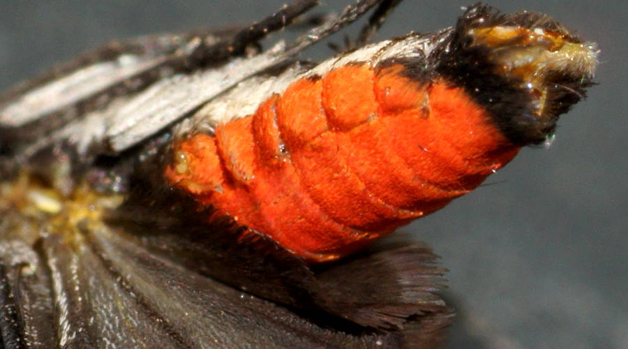Wasp Mimicking Forester (Myrtartona rufiventris)