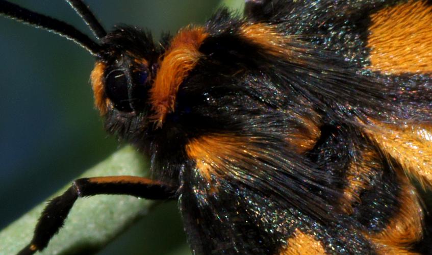 Wasp Moth (Amata xanthura)