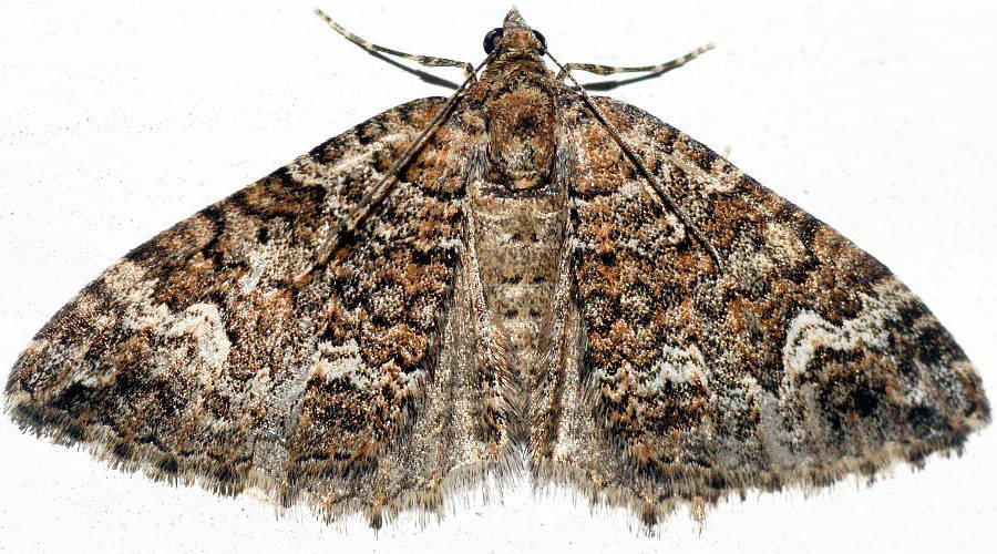 Gypsum Carpet Moth (Chrysolarentia gypsomela)