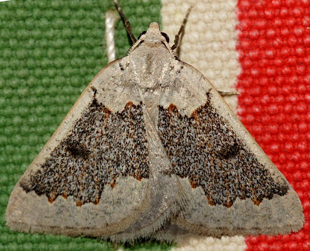 Broken-banded Cape-moth (Loweria platydesma)