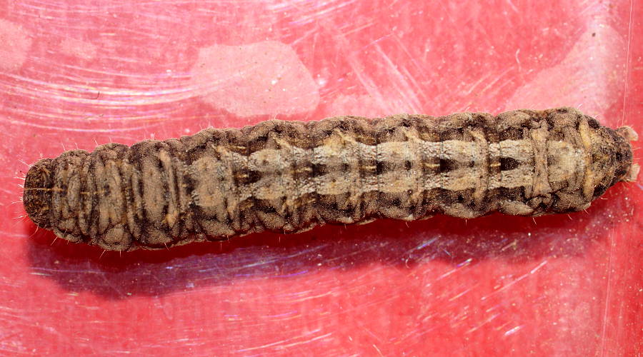 Herringbone Caterpillar (Proteuxoa cf sp ES02)