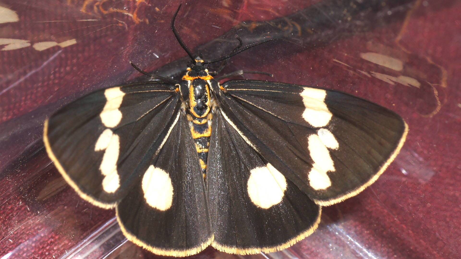 Senecio Moth (Nyctemera amicus)