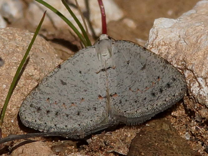 Undescribed Heath Moth (Tapinogyna sp ES02)