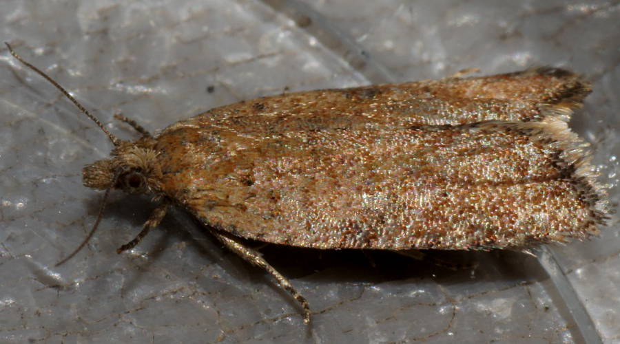 Brown Tortrix Moth (Epiphyas xylodes)