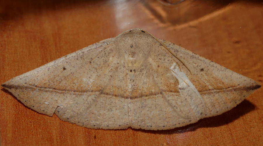 Bracken Moth (Idiodes apicata)