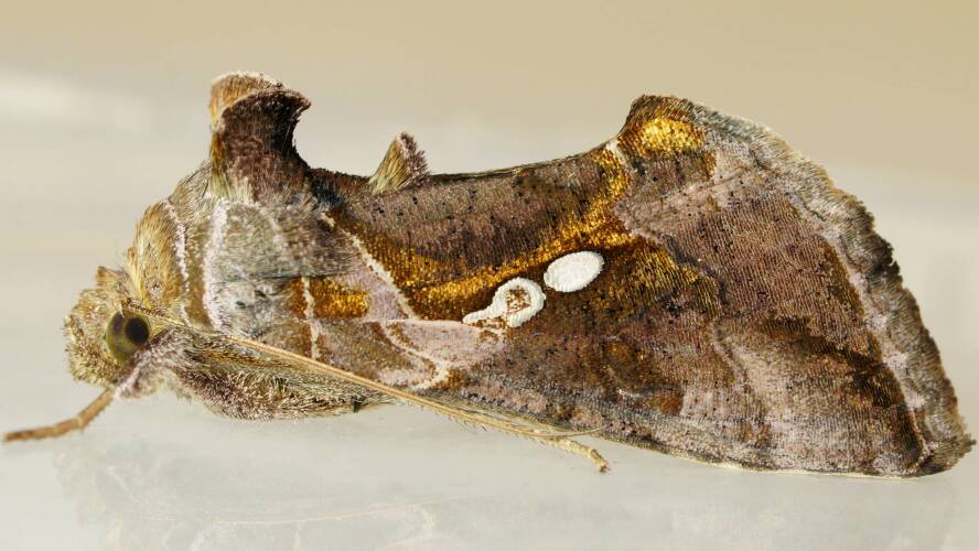 Woolly-bodied Golden Moth (Chrysodeixis eriosoma)