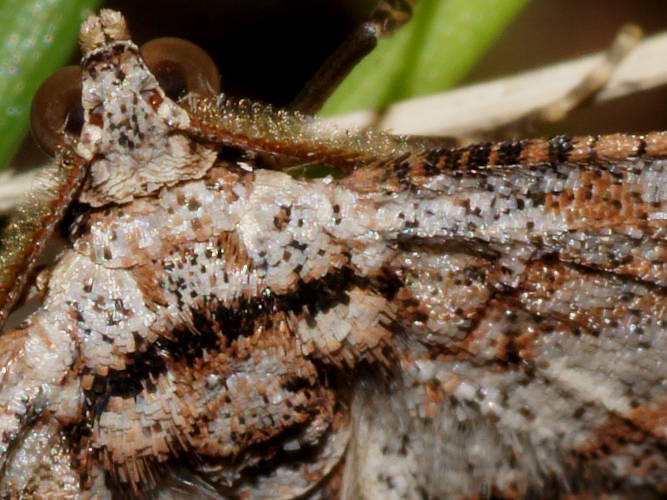 Thick-lined Bark Moth (Didymoctenia exsuperata)