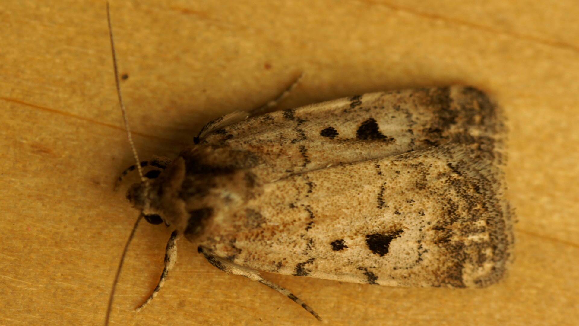 Undescribed Owlet Moth (Thoracolopha sp ES04)