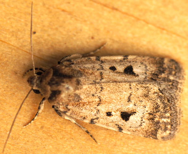 Undescribed Owlet Moth (Thoracolopha sp ES04)