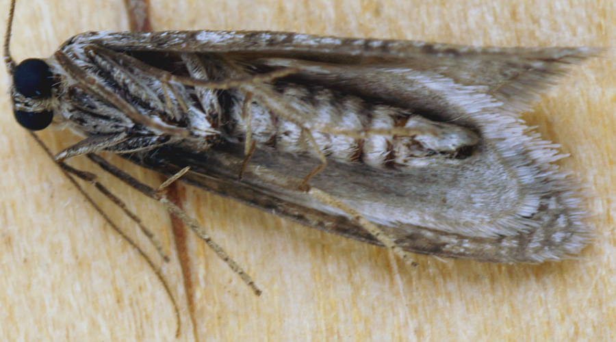 Case Moth (Lepidoscia cf euryptera)