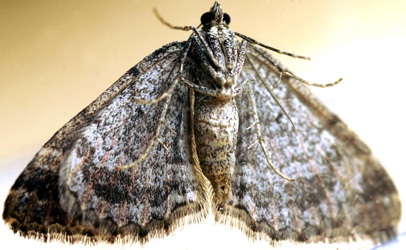 Gypsum Carpet Moth (Chrysolarentia gypsomela)