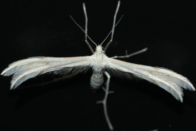 Horehound Plume Moth (Wheeleria spilodactylus)