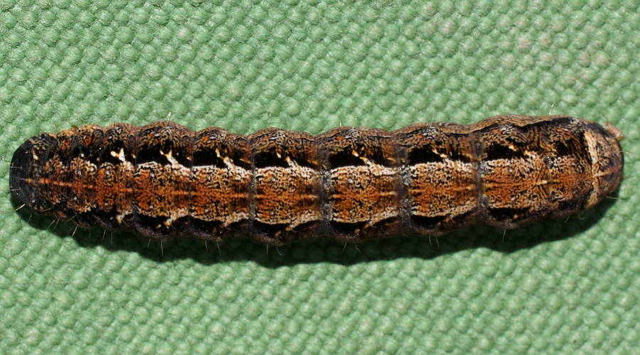 Herringbone Caterpillar (Proteuxoa cf sp ES01)