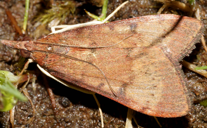 Bird-wing Moth (Uresiphita ornithopteralis)