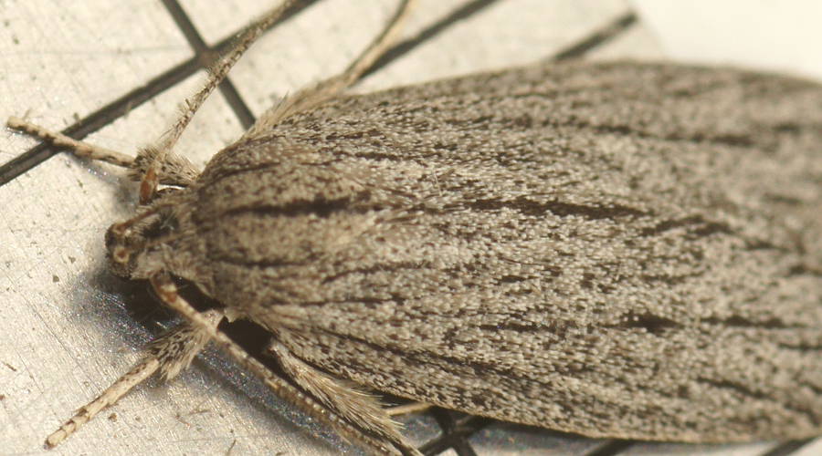 Streaked Concealer Moth (Phloeograptis obliquata)