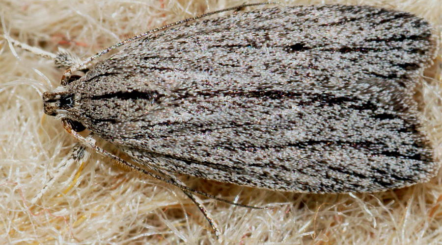 Streaked Concealer Moth (Phloeograptis obliquata)