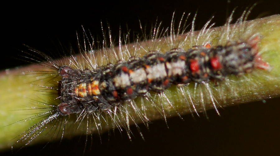 Undescribed Tussock Moth (Acyphas cf sp)