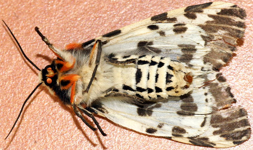 Black & White Tiger Moth (Spilosoma glatignyi)