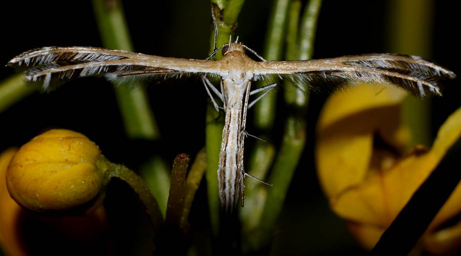 Xerodes Plume Moth (Stangeia xerodes)