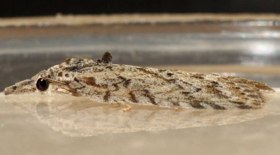 Well-beaked Tuft-moth (Nola eurrhyncha)