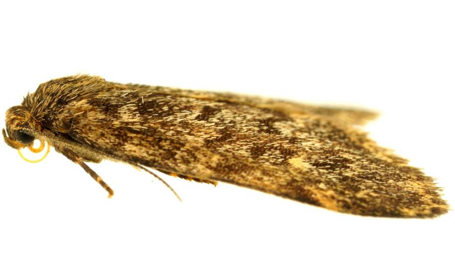 Rock Lichen Moth (Halone sp ES01)