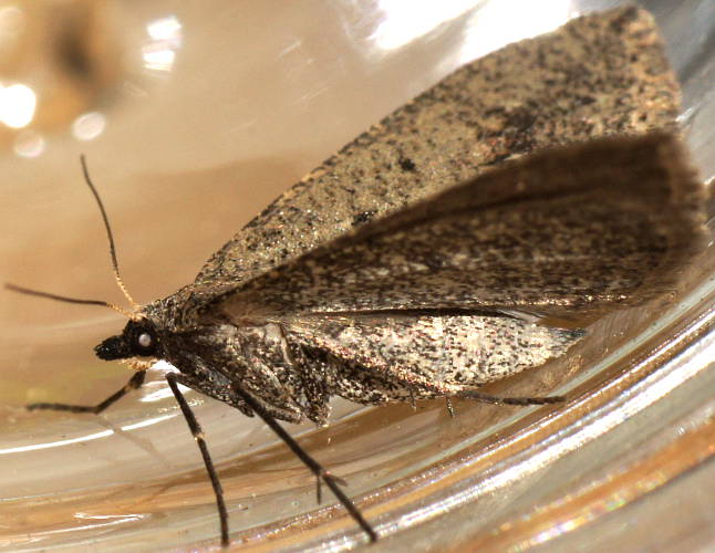 Bronze Heath Moth (Tapinogyna sp ES01)
