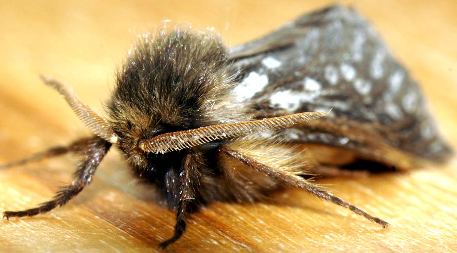 Chequered Ghost Moth (Fraus polyspila)