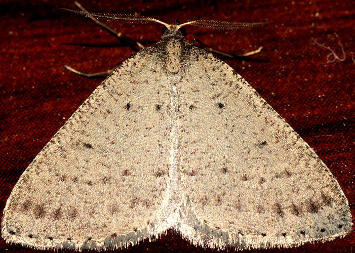 Bronze Heath Moth (Tapinogyna sp ES01)