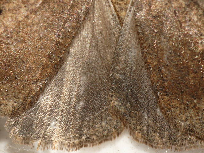 Variable Cape-moth (Amelora MoV8)