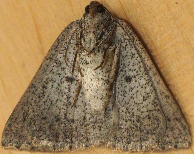 Maroon-spot Cape-moth (Furcatrox serrula)